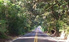 A Canopy Road