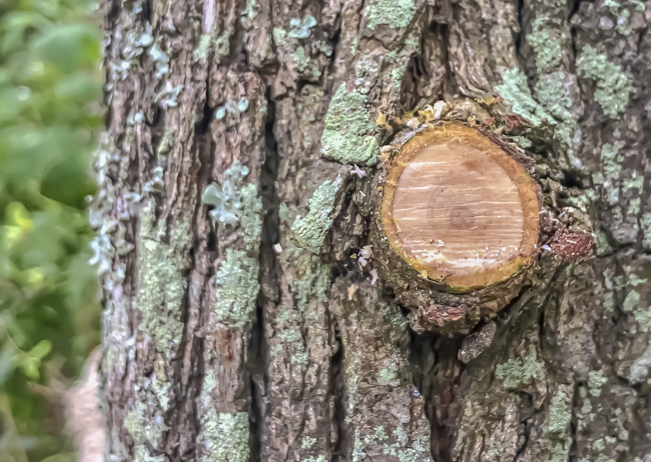 While ultimately good for the tree, pruning does create a wound. Winter and early spring are ideal for pruning because insect and decay activity slows down, giving the tree more time to seal the pruning wound before that activity increases for the year.