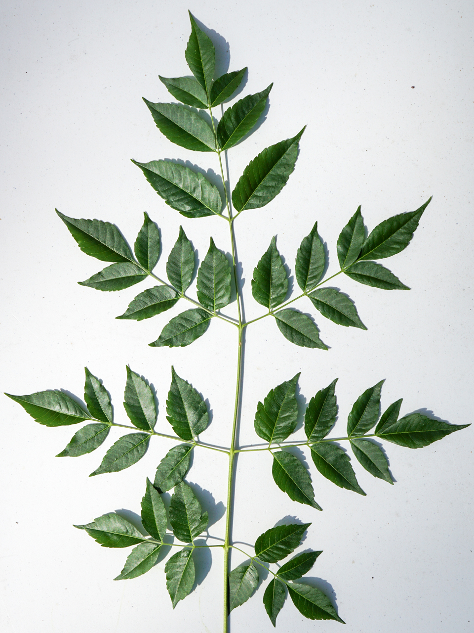 Chinaberry (Melia azedarach))