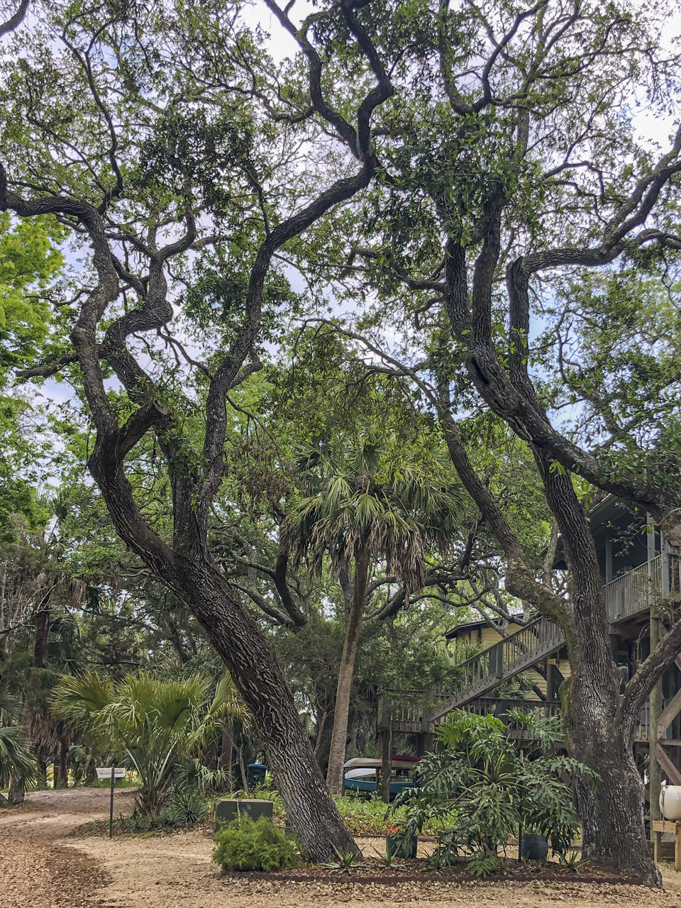 These sand live oaks have grown in a grove configuration and have naturally grown in the direction where each of them can access the most sunlight. Note the curvature of the trunk as it leans out, and then grows more upright.